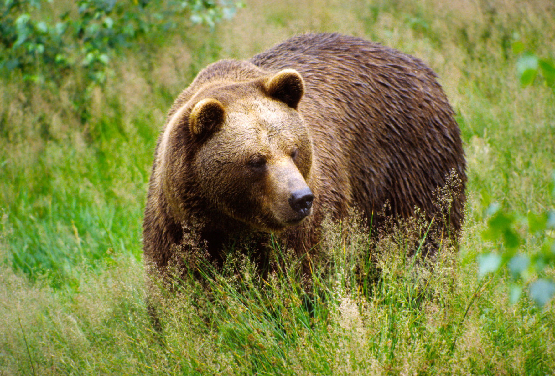 Биологи ТГУ: численность бурого медведя в регионе резко возросла