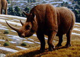 Палеонтологи выяснили, как росли детеныши древних носорогов