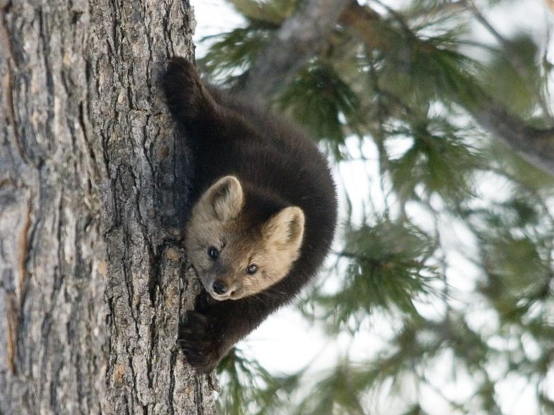 kartinki24_ru_animals_231_800x600.jpg