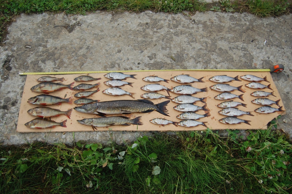 Рыбы из озера Щучье