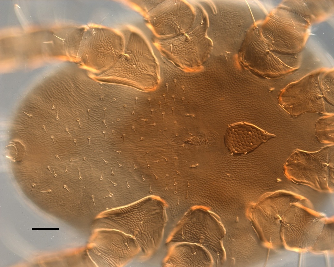 Spinturnix scuticornis Spinturnix scuticornis.jpg