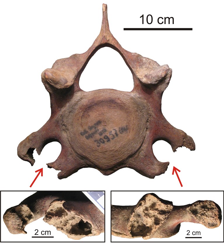 fig.4.jpg