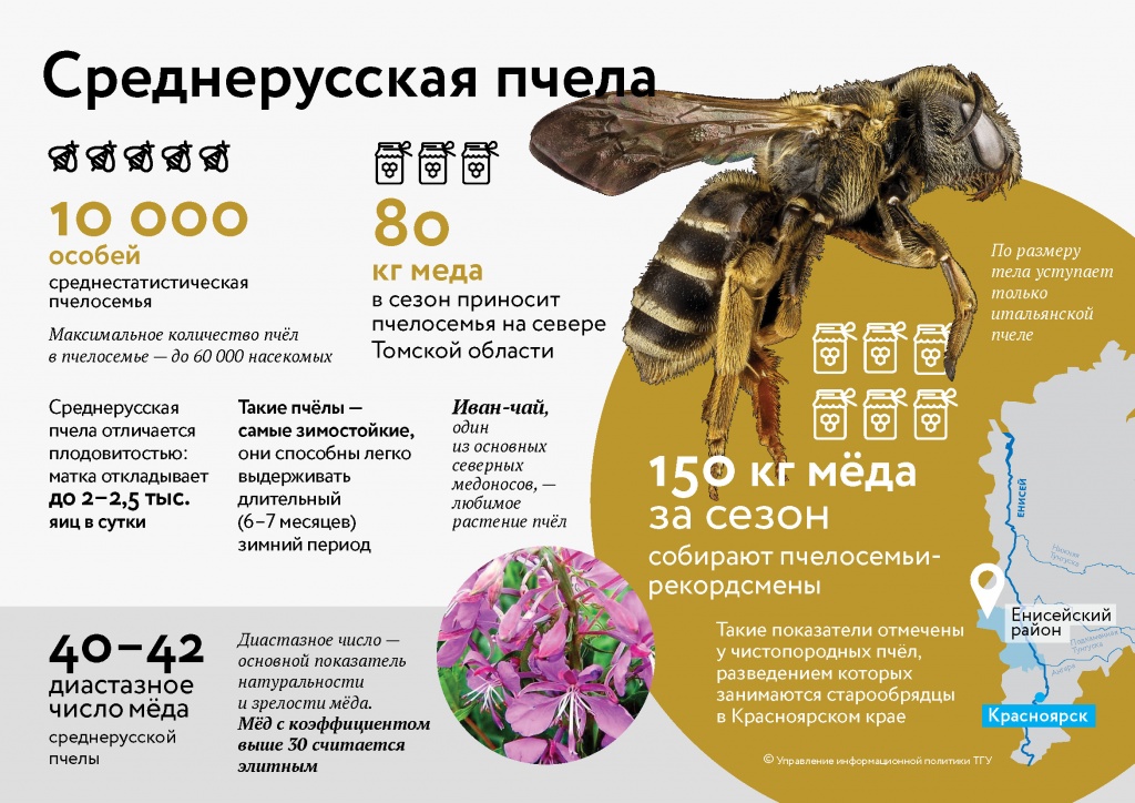 Среднерусская пчела.jpg