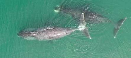 ТГУ с помощью ИИ исследует редких животных в заповедниках России  