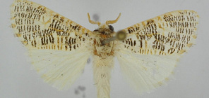 В честь профессора ТГУ Ф.Тарасенко назван новый вид тропических бабочек