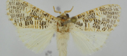 В честь профессора ТГУ Ф.Тарасенко назван новый вид тропических бабочек