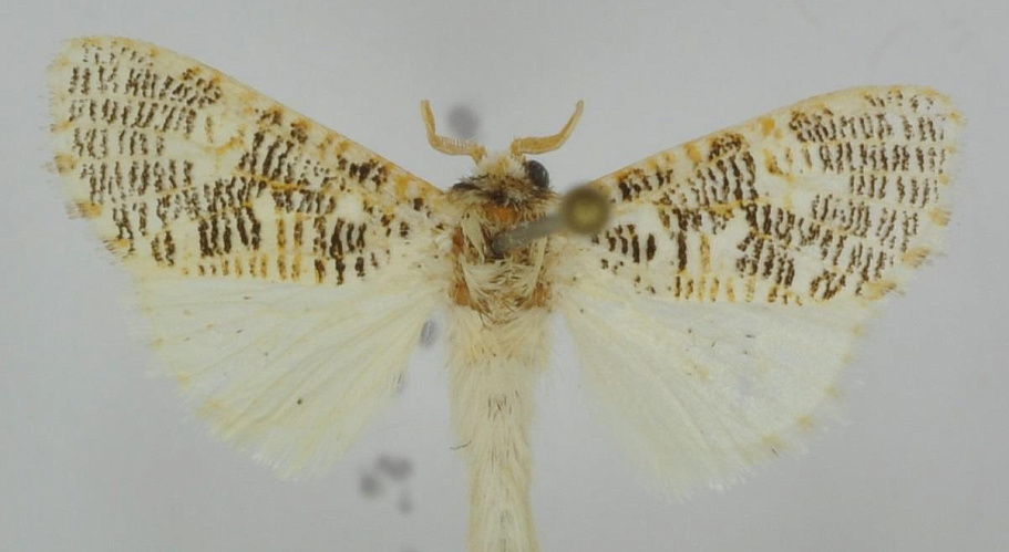 В честь профессора ТГУ Ф.Тарасенко назван новый вид тропических бабочек