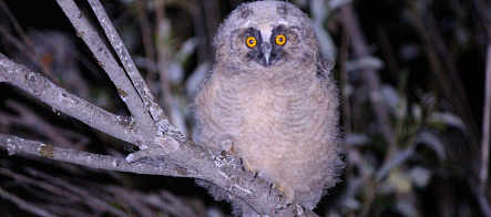 Биологи ТГУ привлекают сов для борьбы с грызунами-вредителями