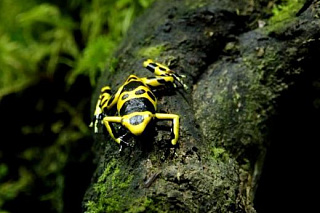 В Ботсаду ТГУ поселились лягушки-самоцветы из тропических лесов 