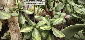 Ботсад ТГУ приглашает посмотреть обновленную экспозицию суккулентов