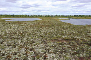 Мёрзлые болота могут стать источниками больших выбросов метана  