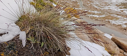 Ботаники ТГУ исследуют уникальную флору высокогорий Серединной Евразии