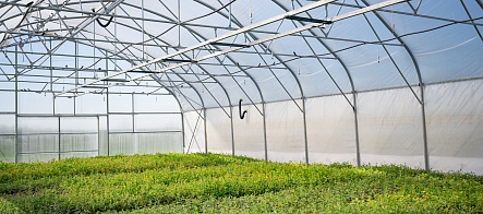 Стартап молодых ученых ФТФ повысит урожайность и снизит расходы у аграриев