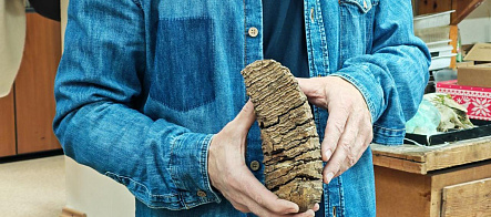 Учёный ТГУ: в зубах сибирских мамонтов нашли рекордное содержание азота