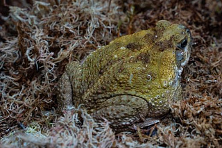 В СибБС поселилась одна из самых крупных в мире жаб – жаба-ага