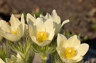 СибБС приглашает на экскурсию «Первоцветы в весеннем саду»