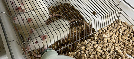 Регулярное плавание помогло крысам защитить легочные сосуды 