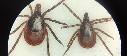 Интерактивная карта аспиранта ТГУ о клещах – лучшее техрешение года в регионе