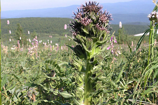 Ботаники ТГУ предскажут судьбу редких растений на Кузнецком Алатау