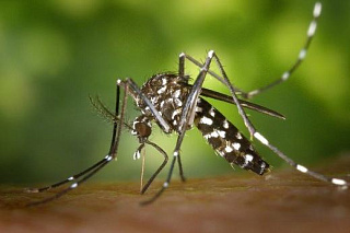 Эксперт ТГУ: комары способны выносить микропластик из воды на сушу