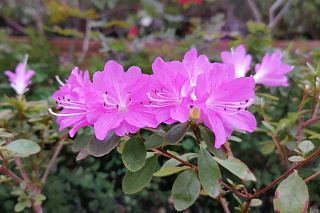 В Ботаническом саду ТГУ можно увидеть цветение Сакуры