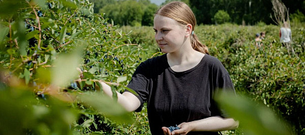 Ученые ТГУ и сотрудники «Северного сада» увеличили урожайность жимолости